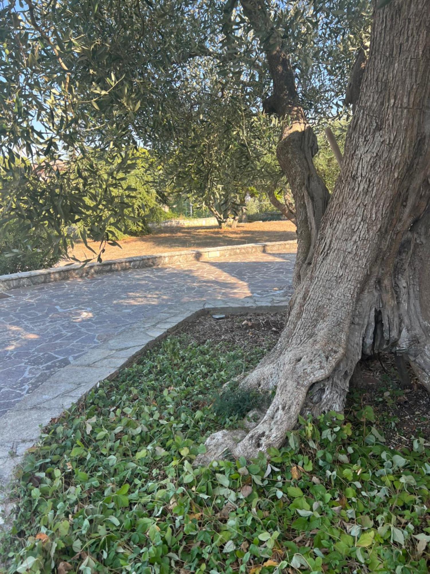 I Trulli Di Eva Apartment โนซิ ภายนอก รูปภาพ